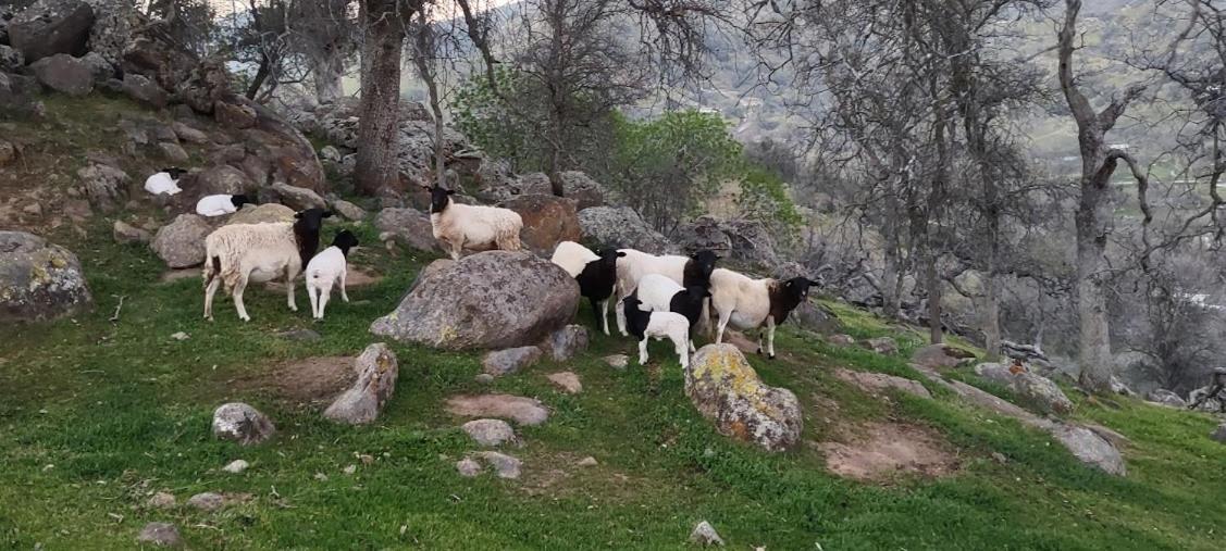 Rustic Rooms By Kings Canyon & Sequoia National Parks Yokuts Valley  Εξωτερικό φωτογραφία